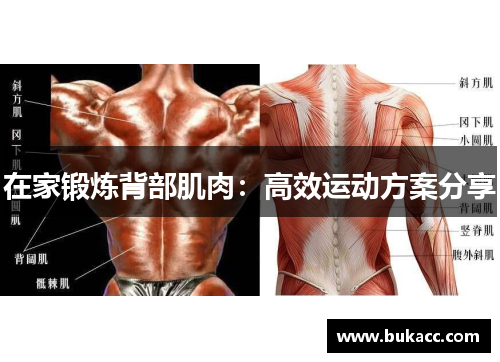 在家锻炼背部肌肉：高效运动方案分享